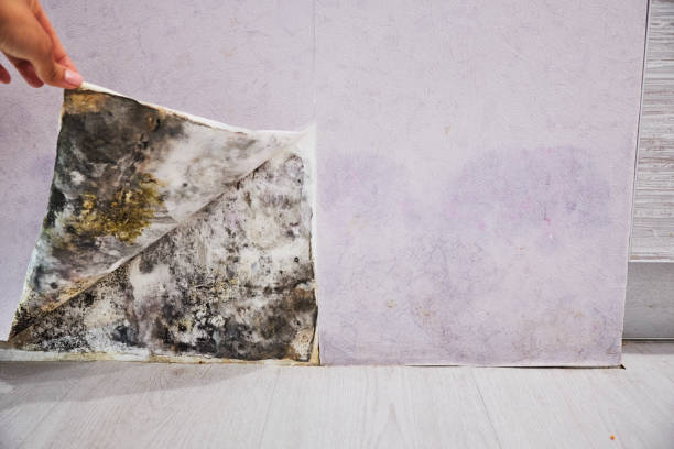 Attic Mold Removal in South Miami Heights, FL
